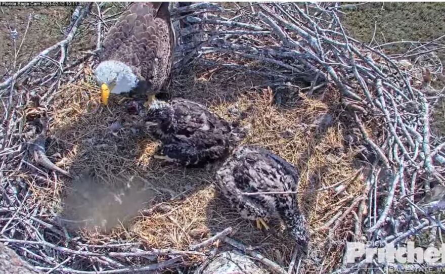 M15 feeding eaglets E21 and E22 Sunday.