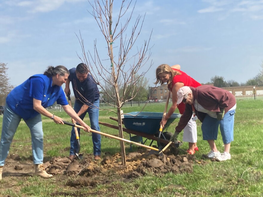 Four people with shovels are planting a tree.