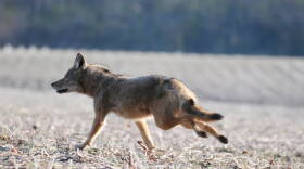 Coyotes are about the height of a German Shepard, but weigh around 40 pound less.