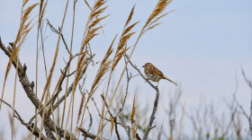 Song Sparrow — Point Lookout, N.Y.