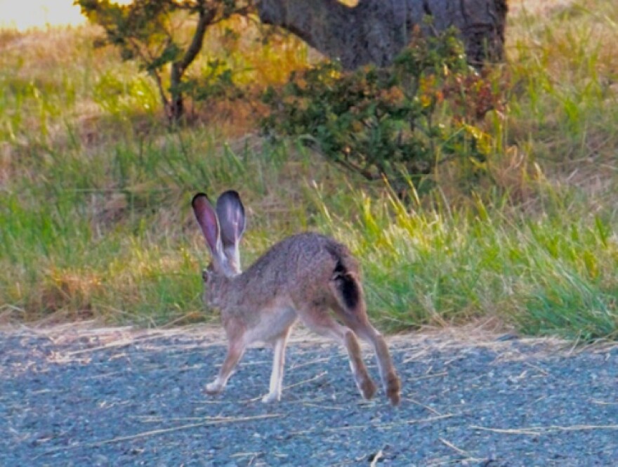 Jack Rabbit Coming Down a Country Road | HPPR