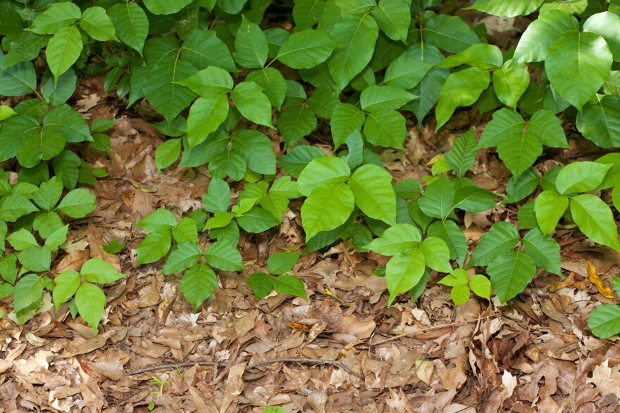  A bushy plant with dark green leaves that come in sets of three.