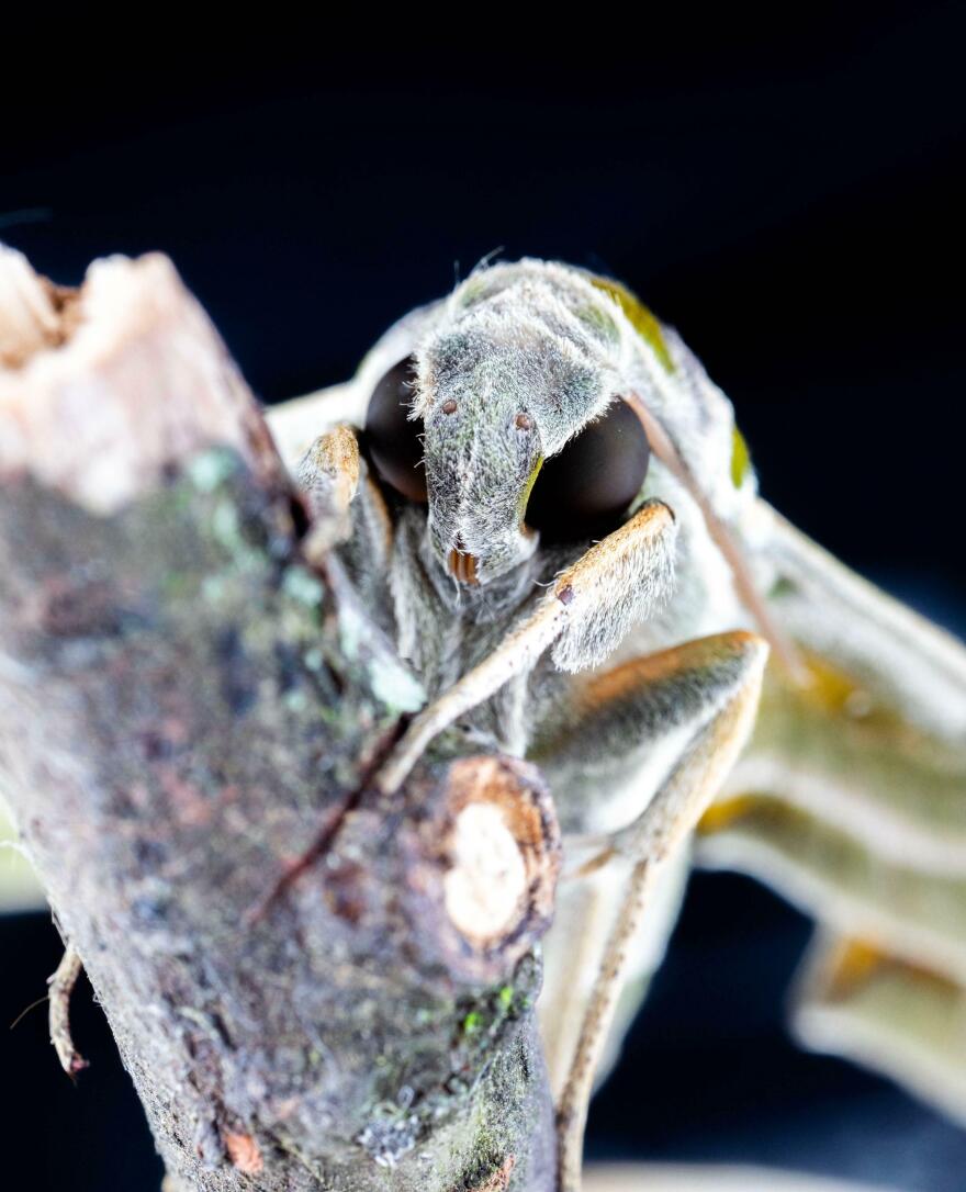 The Oleander hawkmoth was one of the few species that did not seem befuddled by artificial lights. They'd fly right over an upward-facing bulb without inverting themselves.