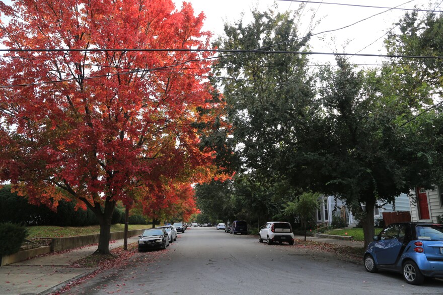 fall trees foliage