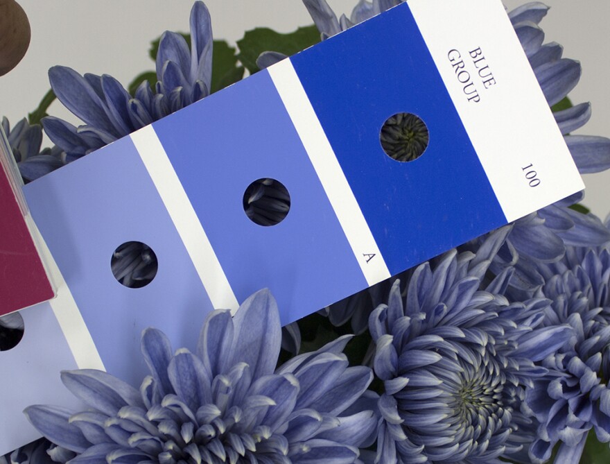 Flower color of the genetically engineered chrysanthemums defined as blue compared with the Royal Horticultural Society's color chart.