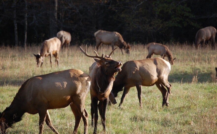 Elk in the Cataloochee Valley in North Carolina