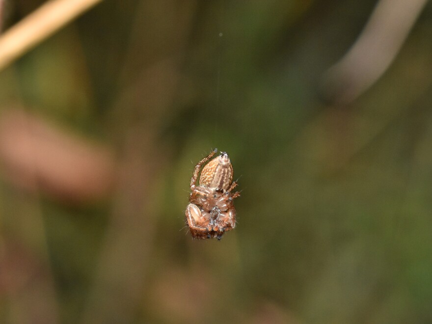 A jumping spider both makes small nesting webs and hangs by a thread - not behavior spider researchers expected from the creature.