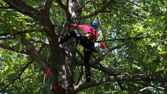 Competitor in Michigan Tree Climbing Competition climbing tree during a speed climb event.