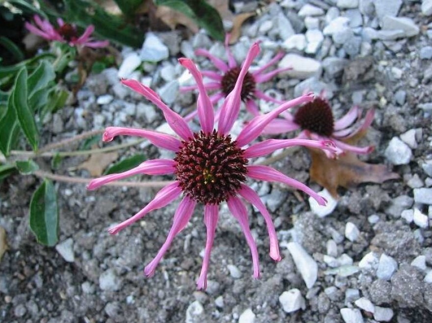 The Tennessee purple coneflower, a wild Echinacea plant, was first discovered in the late 1800s. But it was believed to be extinct before a botanist found a sample in the 1960s.