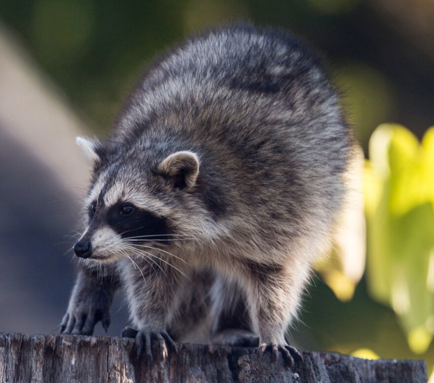 A raccoon sitting on the stump of a tree in the Beaches in Toronto. The Toronto Star's Amy Dempsey thinks there's a particularly smart one in her neighborhood.