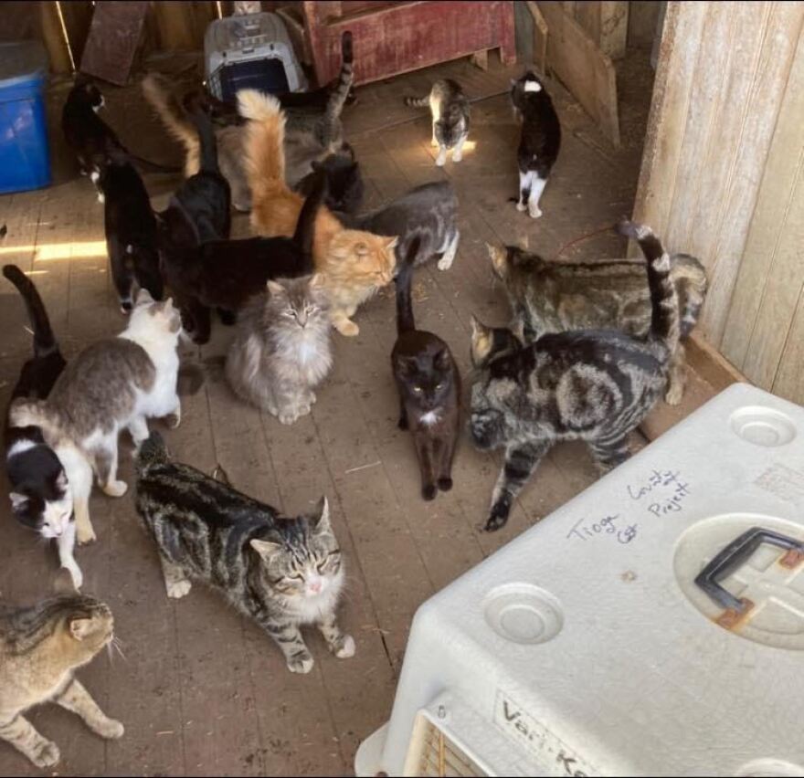 A colony of feral cats from a local historical farm that