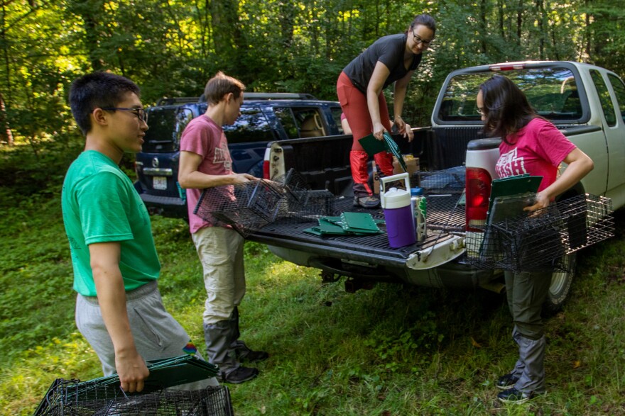 Washington University researcher Elizabeth Carlen, second from left, collects squirrel traps while doing fieldwork on Friday, August 5, 2022, at the Tyson Research Center in St. Louis.