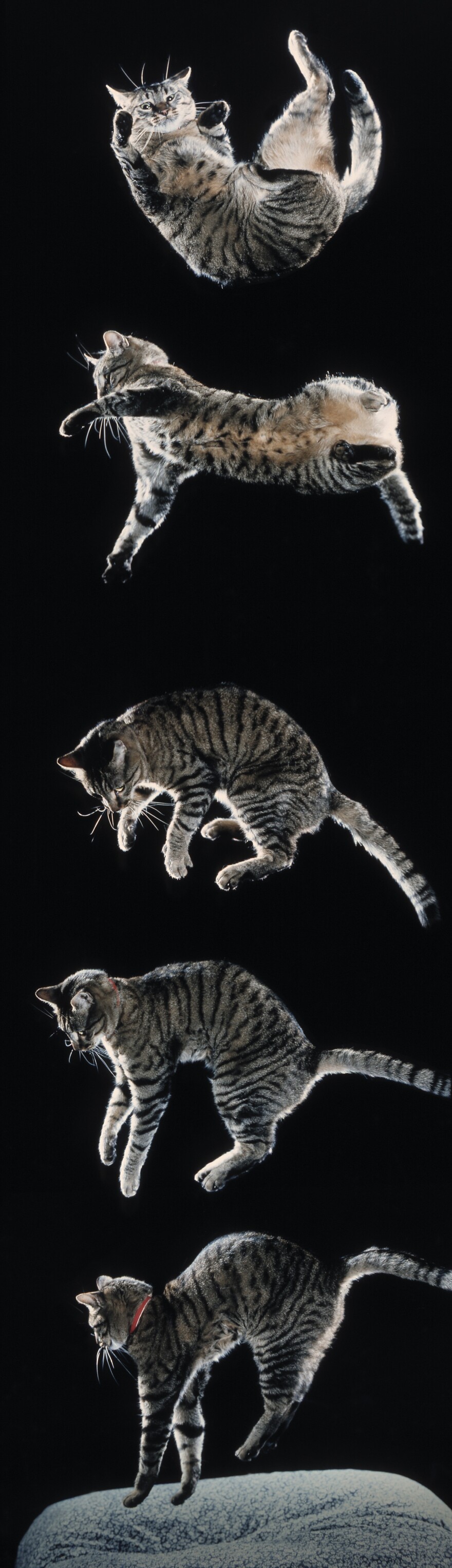 Cat falling sequence. Six sequential images showing righting from upside down.