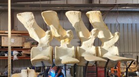 A Dinosaur Valley Studios employee welds the stainless steel framework that will hold the skeleton of the blue whale that washed ashore in southern Oregon in 2015 and is expected to be placed outside the Hatfield Marine Science Center in mid-May.