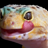 Reptiles like leopard geckos can bring <em>Salmonella</em> along with them.