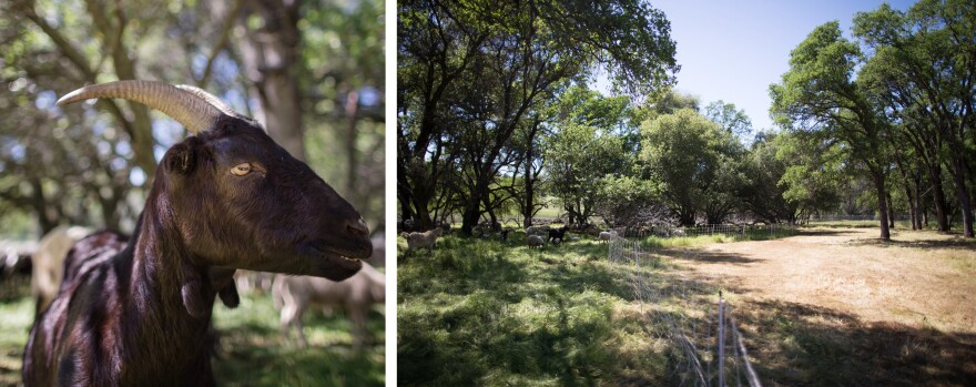 Legacy Ranching says it is swamped with calls for the goats. Fencing directs the goats and sheep from an area that has already been eaten to a grove of trees full of fuel.