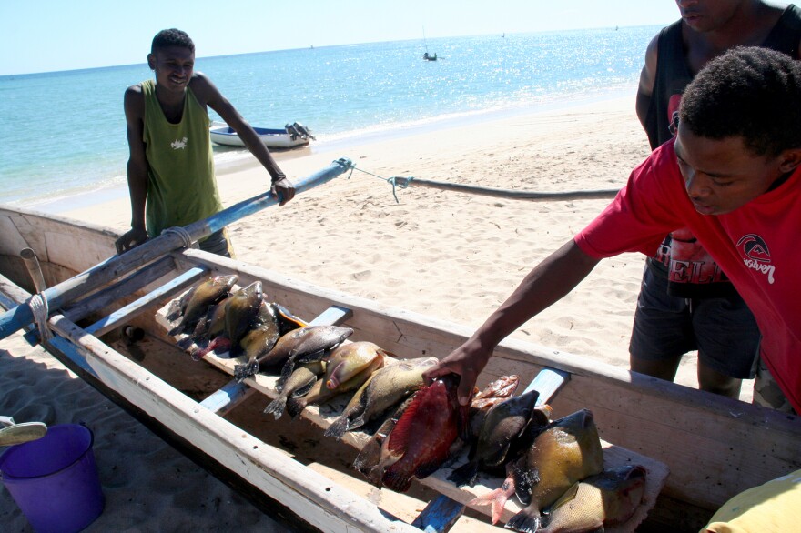 Fish caught in southwestern Madagascar by subsistence fishermen who travel in pirogues — with sails made of rice sacks — to capture fish with nets or lines.