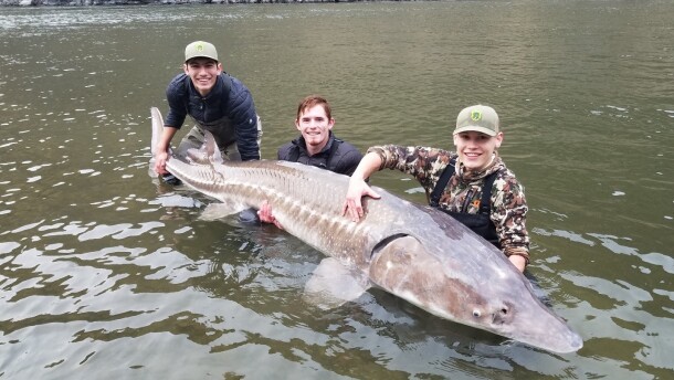 Three people hold a fish that's longer than a person is tall.