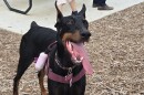 Xena turned out for the opening of the city's 21st dog park in June in Beacon Hill, north of downtown