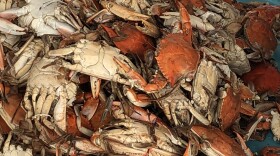 Blue Crabs