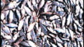 Menhaden