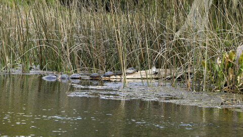 Turtles on a log at Wakulla Springs