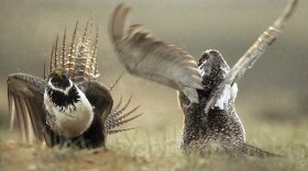Idaho, Oregon, Montana, Wyoming and other states are reporting population declines for the birds in 2019. CREDIT: Jerret Raffety/The Rawlins Daily Times via AP