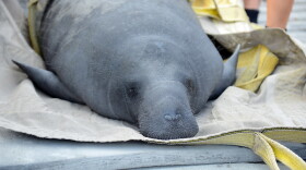  Manatee receiving rehabilitation care before being released