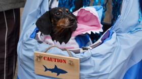 Dachshunds of Columbia held its annual "Halloweenie Walk" on Saturday, Oct. 17, 2026 in Columbia, S.C.