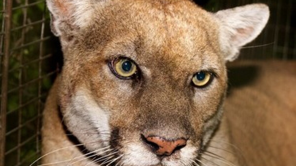 Necropsy shows the rock star of Southern California mountain lions had numerous health issues - Vimarsana News
