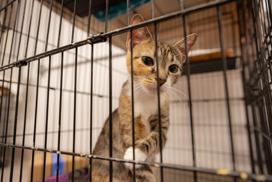 A calico cat, grey, white and beige, looks out from a cage with a curious and hopeful gaze. 