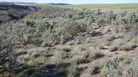A field of sage brush with a canyon and farmland in the distance.