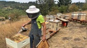 Andre ́ Sirois uses smoke on one of his hives, Aug. 21, 2026