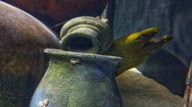 A mysterious green moray eel peeks out from the depths of the Captain's Quarters exhibit.
