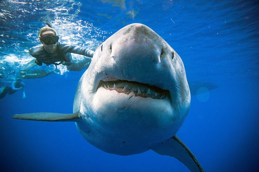 Ramsey says Deep Blue looked pregnant, which could explain how the great white ended up off the coast of Oahu. Pregnant sharks are known to follow whales across the Pacific.