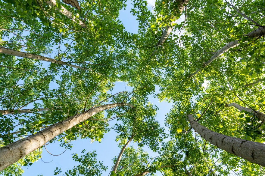 A tree canopy from underneath