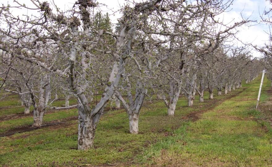 An old-style apple orchard near Malaga, Wash.