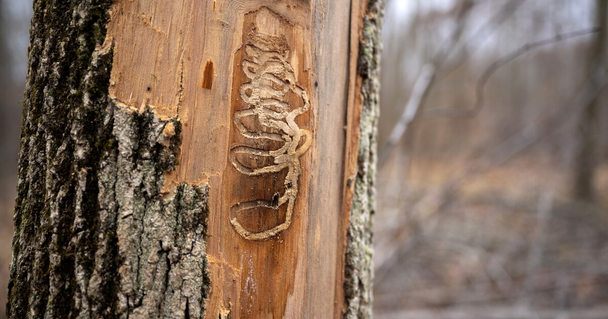 Checking in on the effort to save ash trees in New England and beyond ...