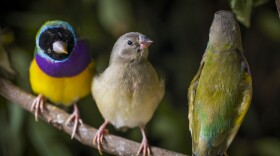 Birds of the Kimberley