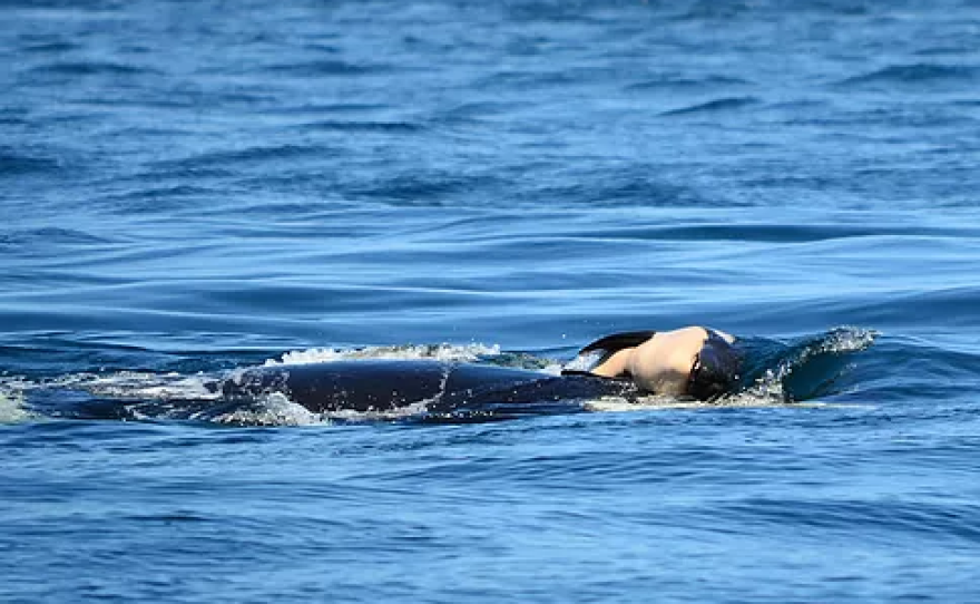 Orca whale, Tahlequah or J35, carrying her dead calf