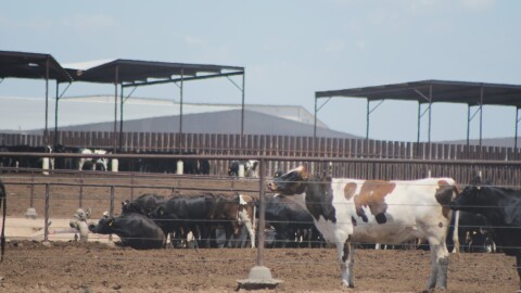 Cattle move toward the shade on a hot day at a dairy in Meade County Kansas.