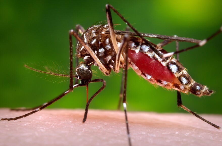 Un mosquito Aedes aegypti, causante del virus del zika, sobre la piel de un ser humano. Foto tomada en el 2006, suministrada por los Centros para el Control y la Prevención de Enfermedades de Estados Unidos. (James Gathany/Centers for Disease Control and Prevention via AP)