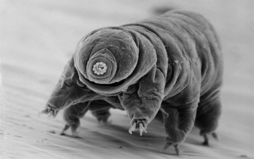 Tardigrade, or water bear, Great Smokies National Park