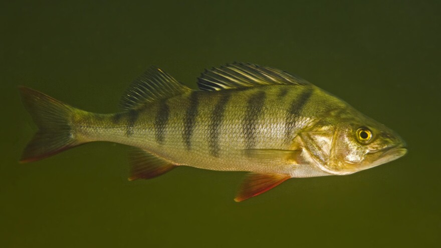 Perch exposed to the anxiety drug oxazepam were more daring and ate more quickly than fish that lived in drug-free water.