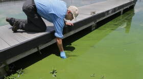 ohn Cassani, director at Calusa Waterkeeper, takes a water sample June 27, 2018, at W.P. Franklin Lock and Dam park, where a deepening algae bloom could be seen along the canal that is affecting waterways around Lake Okeechobee. 
