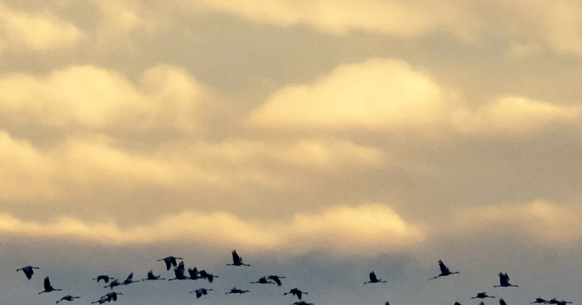 Greensboro readies lights-out program for birds' spring migratory season
