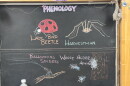 Chalk illustrations show ballooning spiders, wooly alder aphids, a harvestman, and a lady bird beetle.