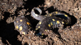 A spotted salamander forages for bugs under a decomposing log.