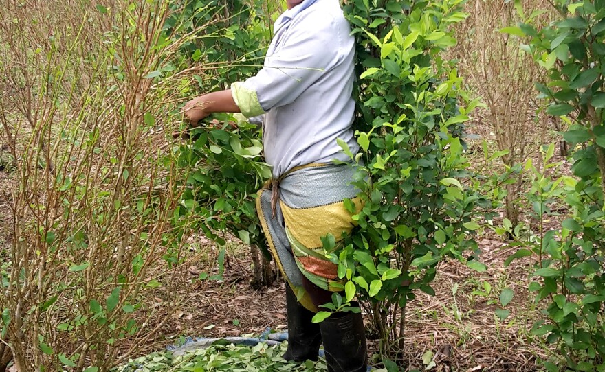 Janeth Cuaran picks coca leaves in her 2-acre field in southern Colombia. Most coca growers sell their crops to FARC guerrillas.
