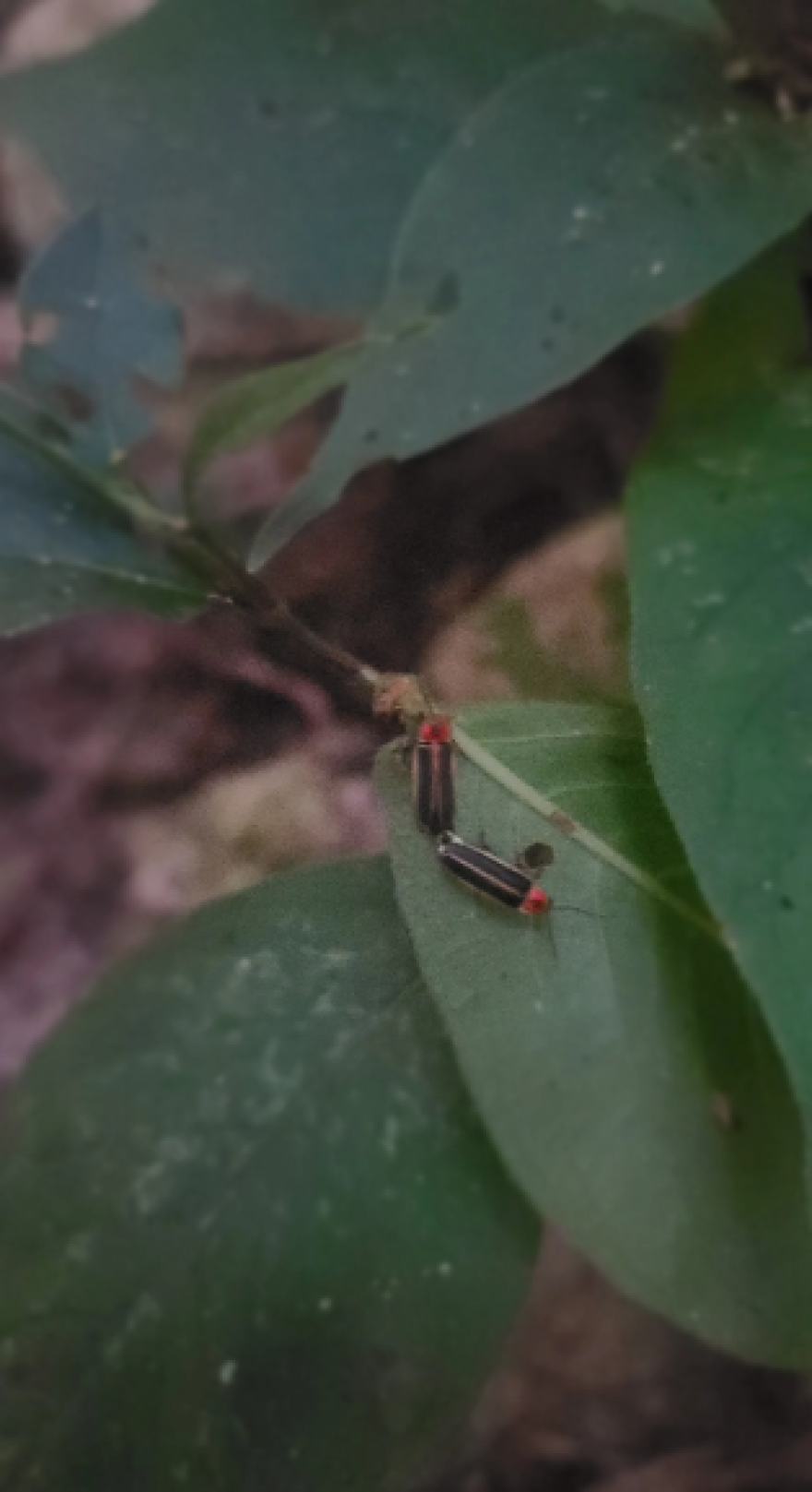 Supervisor Miranda Adams finds fireflies mating during the Glow Patrol firefly count.